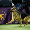 Rumor Does Have It: Rumor The German Shepherd Wins Best In Show At Westminster Dog Show